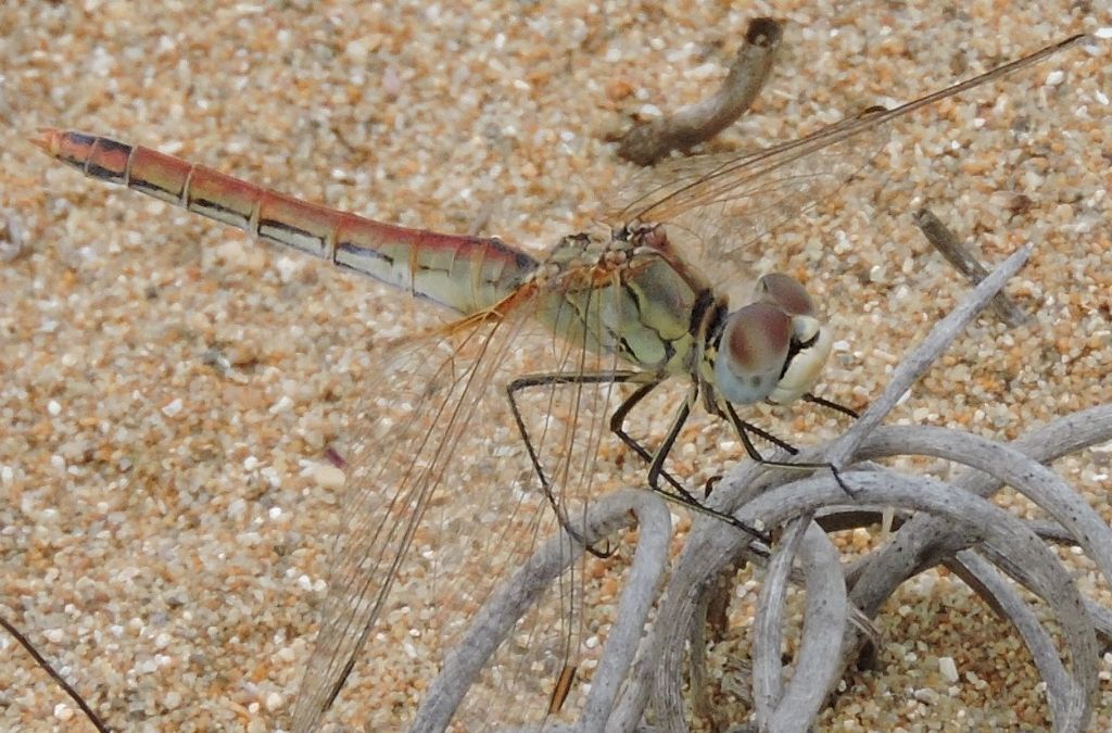 Per favore una Conferma! Sympetrum fonscolombii, femmina androcroma